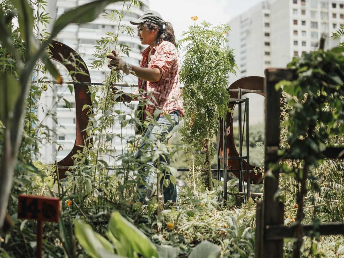 Urbane Gärten: Dein DIY-Leitfaden für Stadtbewohner-Grün